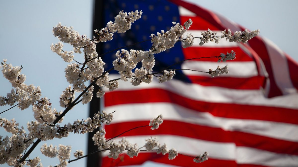 American flag with blossom