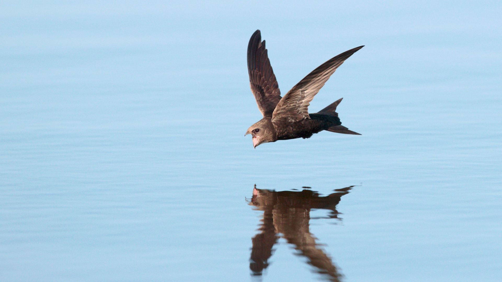 The Extraordinary Life of the Beijing Swift